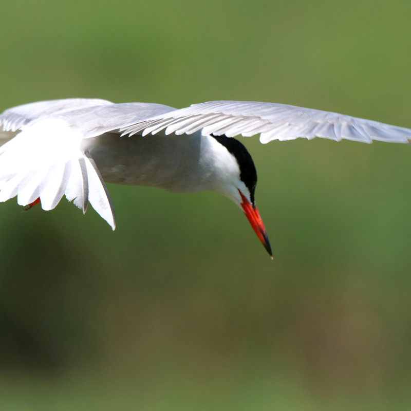 Visita al Parc Natural dels Aiguamolls de l'Empordà