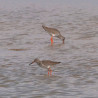 Visita al Parc Natural dels Aiguamolls de l'Empordà