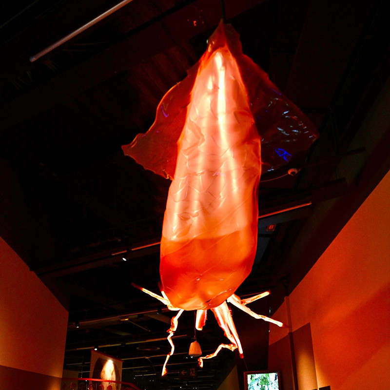 Visita guiada a l’exposició 'Animals Invisibles'