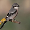Sortegem 15 entrades dobles per al 'Delta Birding Festival'
