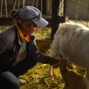 Un matí fent de pastor a...