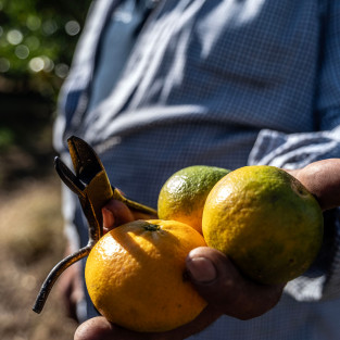 Tasta les mandarines de...