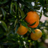 Tasta les mandarines de Borriana