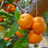 Tasta les mandarines de Borriana