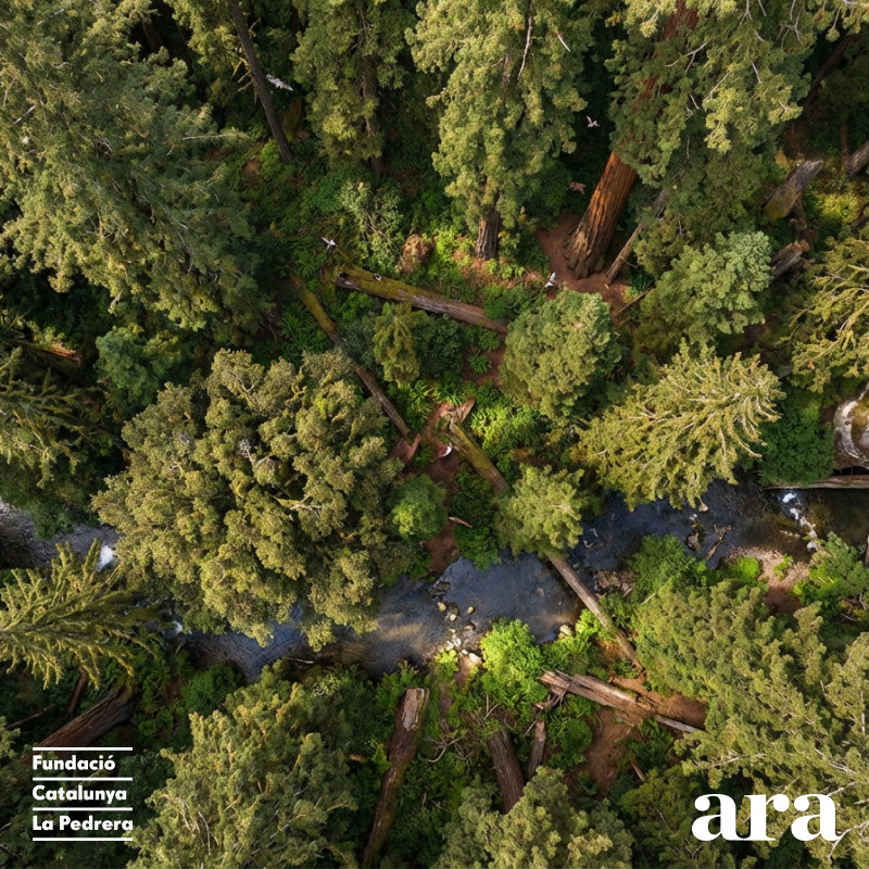 Innovació en la bioeconomia dels boscos