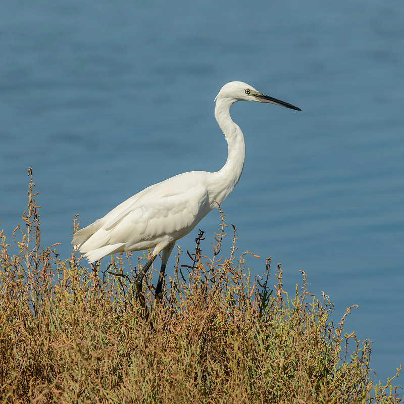 Visita al Parc Natural dels Aiguamolls de l'Empordà: els ocells, els grans protagonistes