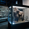 Visita guiada al Museu de Ciències Naturals de Barcelona i dinar davant del mar