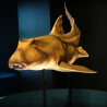 Taurons. Els guardians de l’oceà | Visita guiada